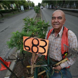 El Ayuntamiento hará reconocimiento al 'Señor Árbol'