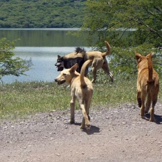 Sacrifican en Toluca a más de 50 perros, por supuestos ataques