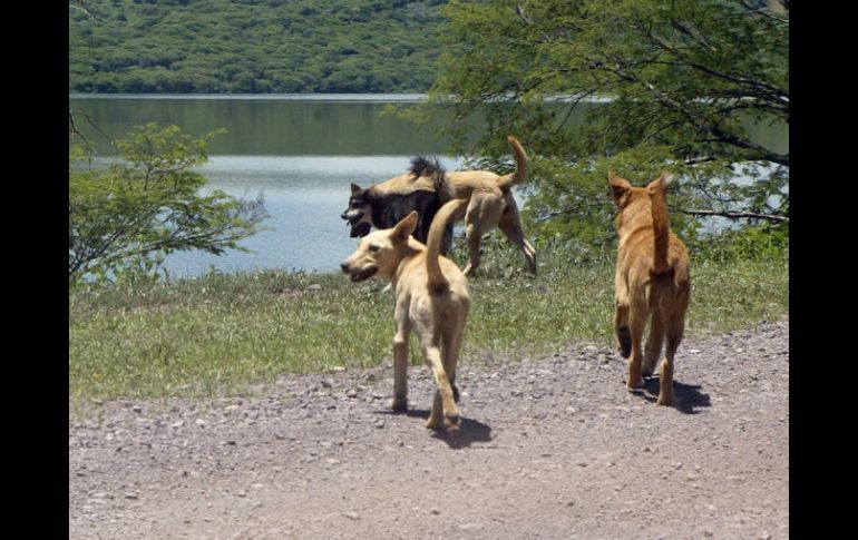 ''Son cruzas de perros de pelea que alguien con perversidad los entrenó y los dejó libres'', señala el edil. EL INFORMADOR / ARCHIVO