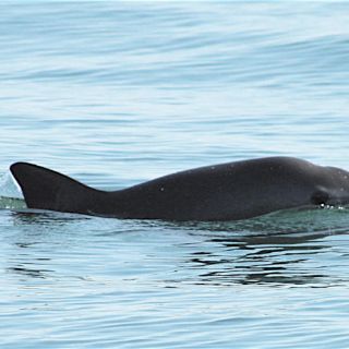 Delfines ‘pastorearán’ a vaquitas marinas a un refugio
