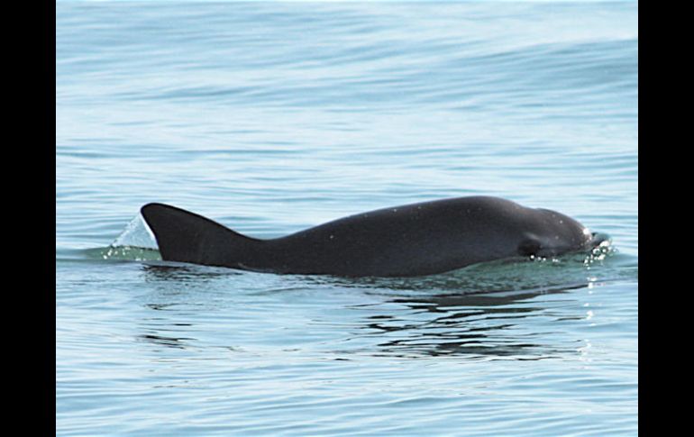 Se estima quedan menos de 30 ejemplares de la vaquita marina en el Golfo de California. EFE / ARCHIVO