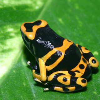 Las ranas deben su existencia a la extinción de los dinosaurios: estudio