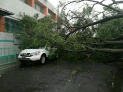 Los árboles se cayeron en las colonias El Colli Urbano, Residencial Victoria, Plaza del Sol, Ciudad del Sol y La Mojonera. TWITTER / @UMPCyBZ