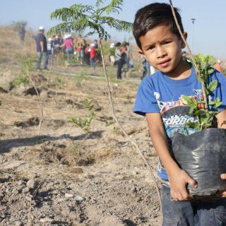 Presumen sobrevivencia de 7 de cada 10 árboles sembrados