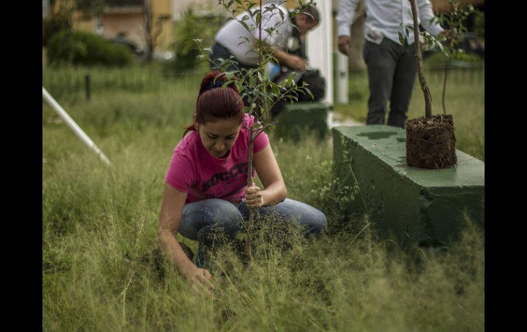 Para mejorar la supervivencia de los árboles, las especies a plantar fueron elegidas según las características del terreno. EL INFORMADOR / ARCHIVO