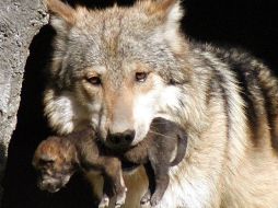 Los lobeznos nacieron entre el 21 y 23 de abril pasado, después de una gestación de dos meses. NTX / ARCHIVO