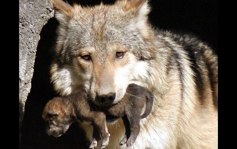 Los lobeznos nacieron entre el 21 y 23 de abril pasado, después de una gestación de dos meses. NTX / ARCHIVO