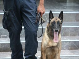 La PGR inicia investigación por el delito de tráfico de pastillas psicotrópicas. EL INFORMADOR / ARCHIVO