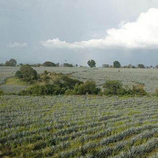 Tren turístico ofrece nueva experiencia de Guadalajara a zona tequilera