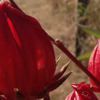 Mexicanos elaboran helado de jamaica que previene envejecimiento