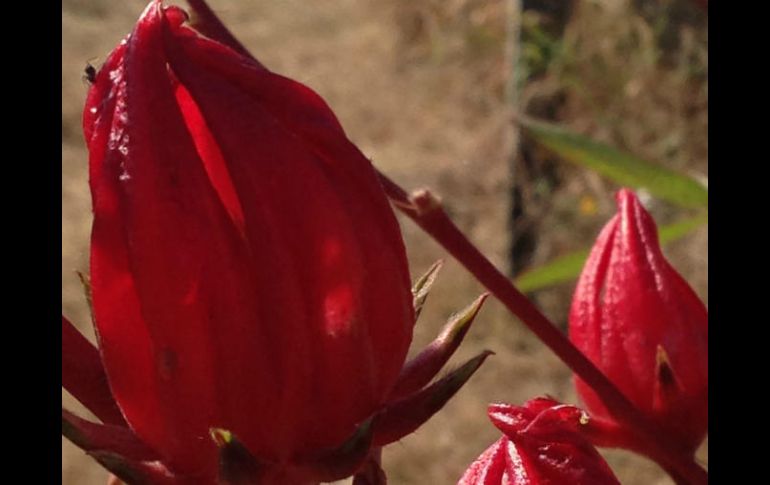 El helado fue hecho con jamaica, zarzamora y menta y endulzada con stevia. EL INFORMADOR / ARCHIVO