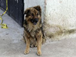 Los vecinos reportaron el lugar donde permanecían los perros ante los fétidos olores. EL INFORMADOR / ARCHIVO