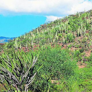 Sin declaratoria de Unesco para Valle de Tehuacán, aclara Conanp