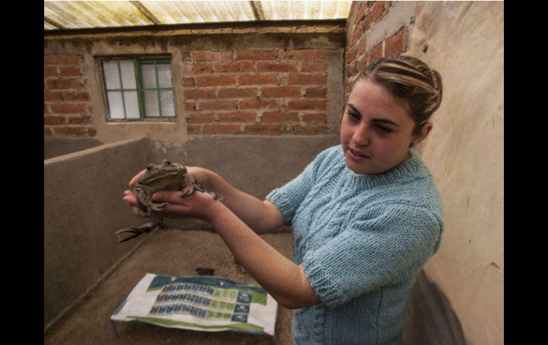 Las granjas acuícolas de ranas son de los proyectos liderados por jóvenes. EL INFORMADOR / ARCHIVO