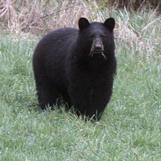 Oso muerde a adolescente en la cabeza mientras dormía