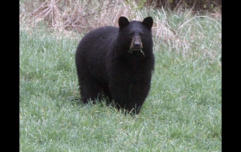 El instructor de 19 años, que sobrevivió, contó cómo pudo escuchar el 'crujido' de su cráneo entre los dientes del animal. AP / ARCHIVO