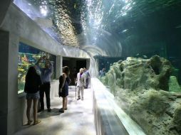 El acuario es una fiesta de los colores del océano. EL INFORMADOR / ARCHIVO