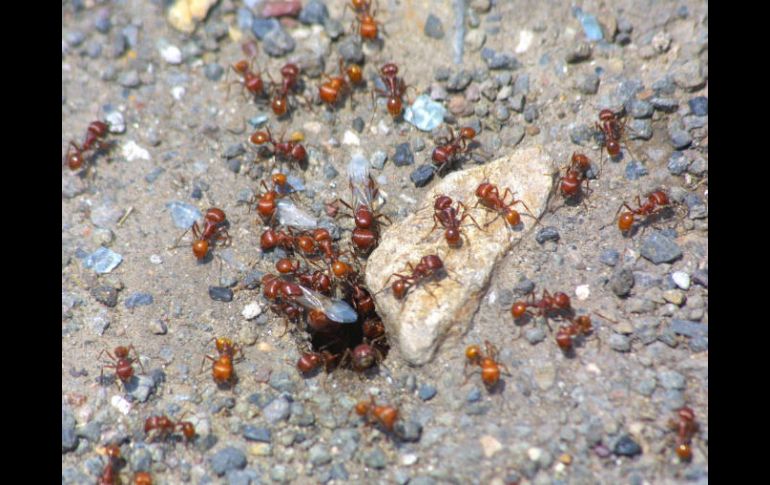 Las hormigas pueden aguantar 750 veces su peso corporal sin sufrir lesiones. EL INFORMADOR / ARCHIVO