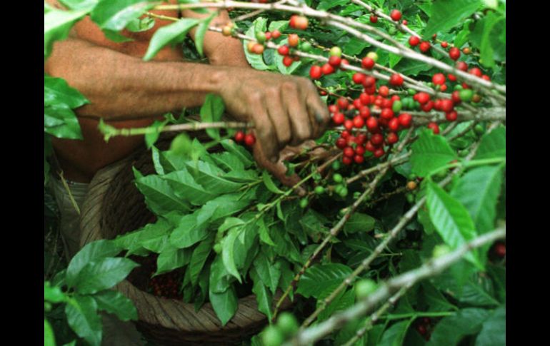 Alrededor de 125 millones de personas viven de la producción de café en los países en desarrollo de África, Asia y América Latina. AP / ARCHIVO