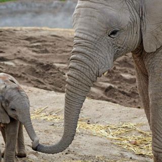 Un elefante africano macho nace en un zoológico de México