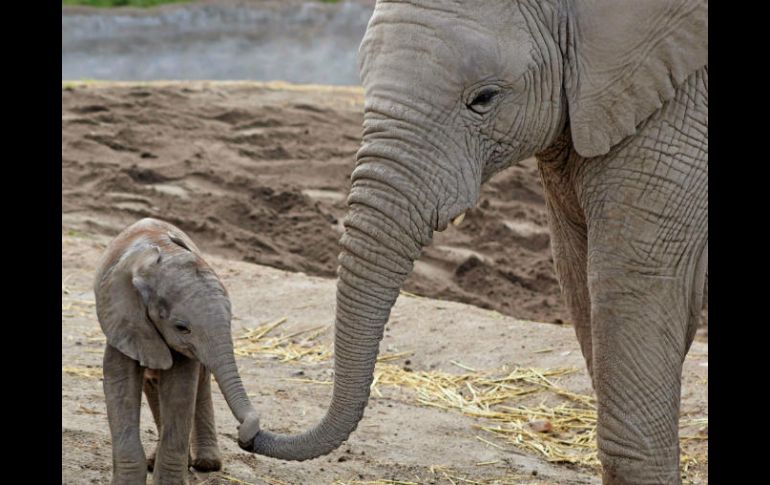 Un elefante africano macho nació en el parque de conservación de vida silvestre African Safari en Puebla. EFE / African Safari