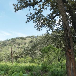 Buscan declarar Área Natural Protegida al Cerro del Tepopote
