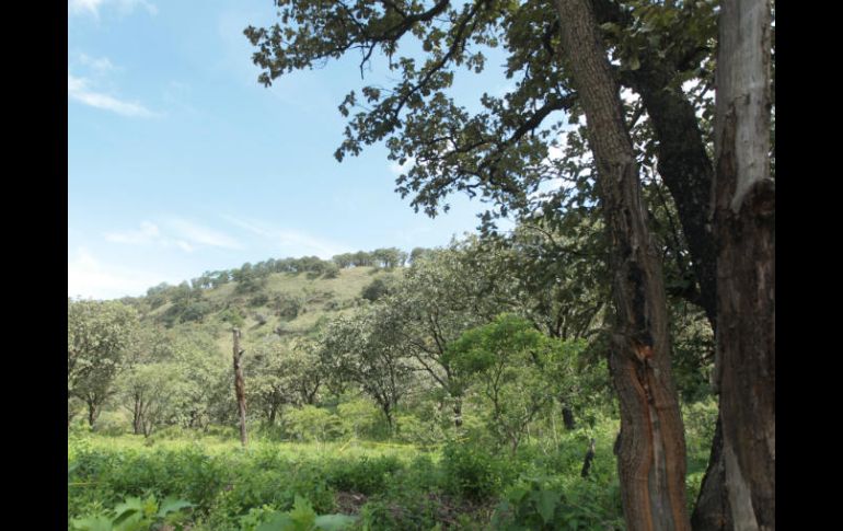 Se realizarían trabajos de preservación de esta zona ambiental, que cuenta con gran biodiversidad en términos de flora y fauna. EL INFORMADOR / ARCHIVO