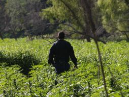 La Policía Federal indicó que para continuar con las investigaciones se tomaron muestras representativas del cultivo destruido. EL INFORMADOR / ARCHIVO