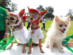 'Podemos juzgar el corazón de un hombre según trata a los animales', Immanuel Kant. EL INFORMADOR / ARCHIVO