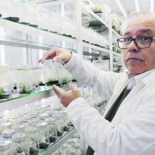 Una planta antártica que puede actuar como filtro