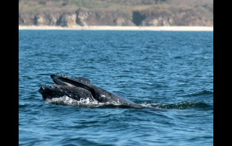 Será posible conocer la dinámica del ecosistema, con lo que podrán emitirse recomendaciones sobre aprovechamiento pesquero. NTX / ARCHIVO