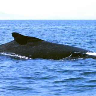 Liberan a ballena enredada en costas de California