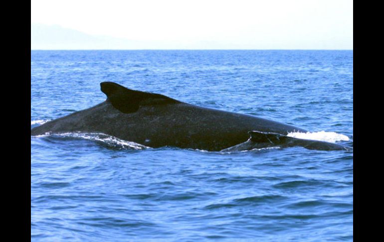 El animal tenía dos líneas de pesca en la boca, seis boyas, y los anclajes jalaban su cola hacia el lecho marino. EL INFORMADOR / ARCHIVO