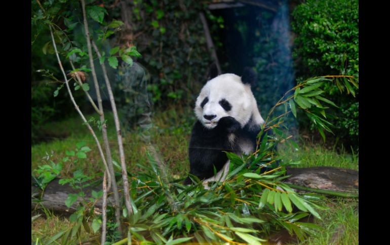 Shuan Shuan y Xin Xin son osas pandas gigantes, las más viejas que viven fuera de China. AFP / P. Pardo