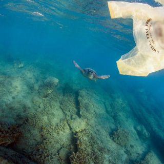 Greenpeace inicia plan para combatir plástico en los mares