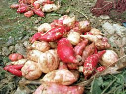 El producto aporta 6.9 gramos de fibra y 425 calorías. AFP / ARCHIVO