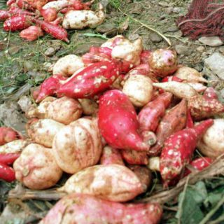 Cereal a base de camote mejora el sistema inmunológico