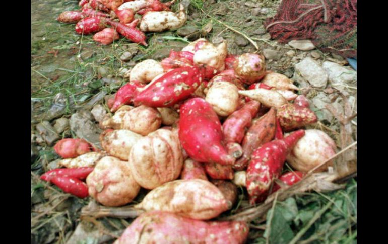 El producto aporta 6.9 gramos de fibra y 425 calorías. AFP / ARCHIVO