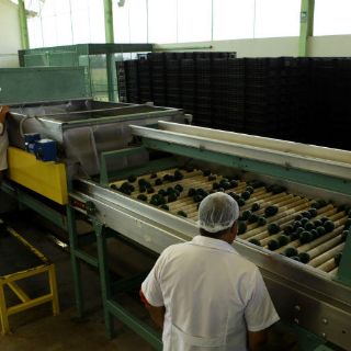 A seis meses de Trump, Jalisco libra amenazas