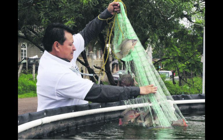 Los pescados producidos en las granjas se comercializan desde hace un par de semanas. ESPECIAL /