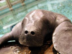 Los asistentes cantaron el 'cumpleaños feliz' al casi septuagenario mamífero marino. ESPECIAL /