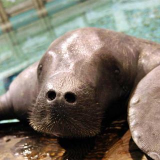 El manatí más longevo del mundo cumple 69 años