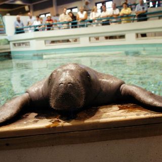 Muere el manatí más longevo del mundo