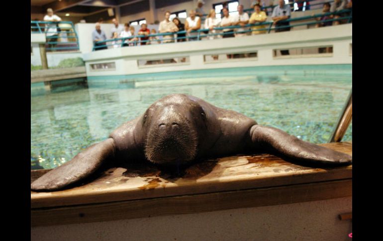 Las averiguaciones preliminares indican que la muerte de Snooty se debió a un accidente. EFE / Cortesía