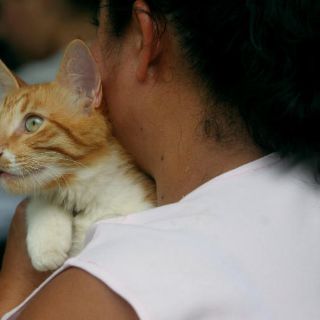 Acariciar mascotas sin higiene dañaría la salud