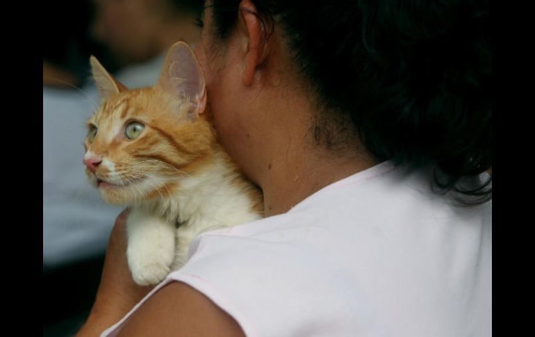 Se deben lavar las manos tras acariciar al animal, además de evitar tener contacto directo en los lugares donde defecan. EL INFORMADOR / ARCHIVO