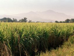 Por los niveles de cultivo de caña de azúcar se tendría la producción suficiente para el desarrollo de biodiesel y bioetanol. EL INFORMADOR / ARCHIVO