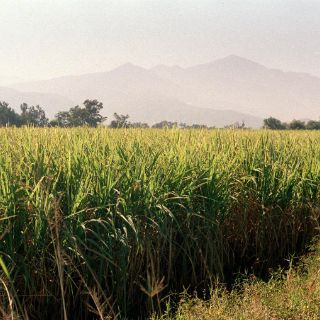 Analizan potencial de Jalisco para producir biocombustibles