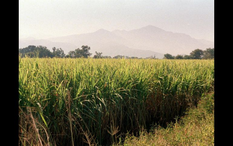 Por los niveles de cultivo de caña de azúcar se tendría la producción suficiente para el desarrollo de biodiesel y bioetanol. EL INFORMADOR / ARCHIVO