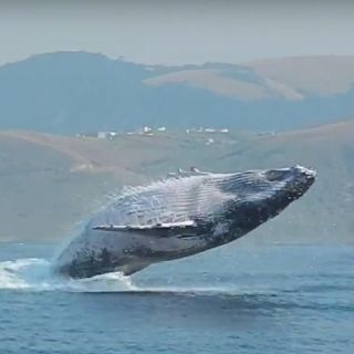 Captan ‘vuelo’ de ballena jorobada en costas de Sudáfrica